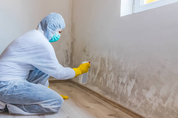 Licensed Mold Remediation service in Bohemia, NY - WQB Mold Removal